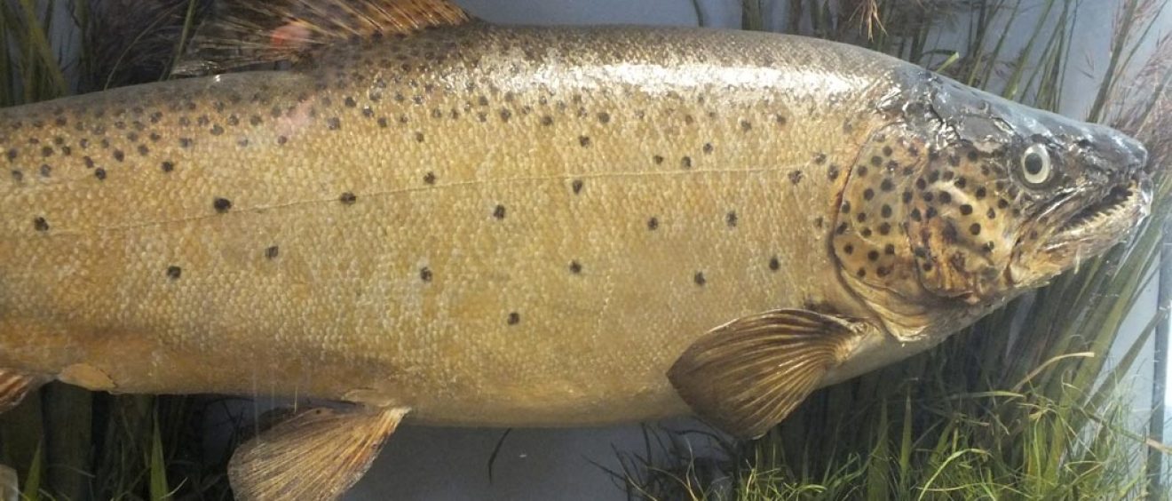 Ernest the Fish in display case