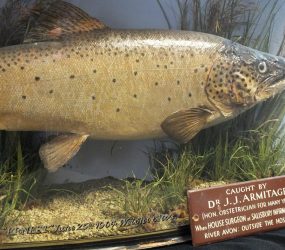 Large brown trout in display case