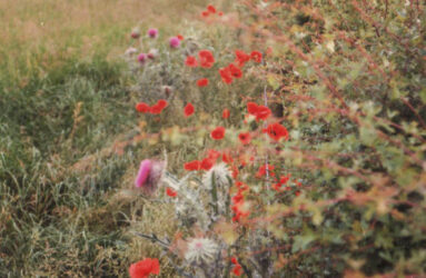 A colour photograph of field edge with poppies and wild flowers