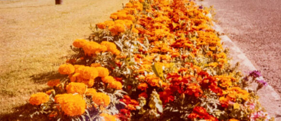 A colour photograph of flower bed with orange flowers and nissen hut in background
