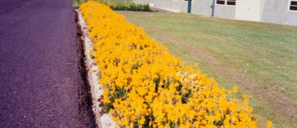 A colour photograph of flower bed with yellow flowers and nissen hut in background