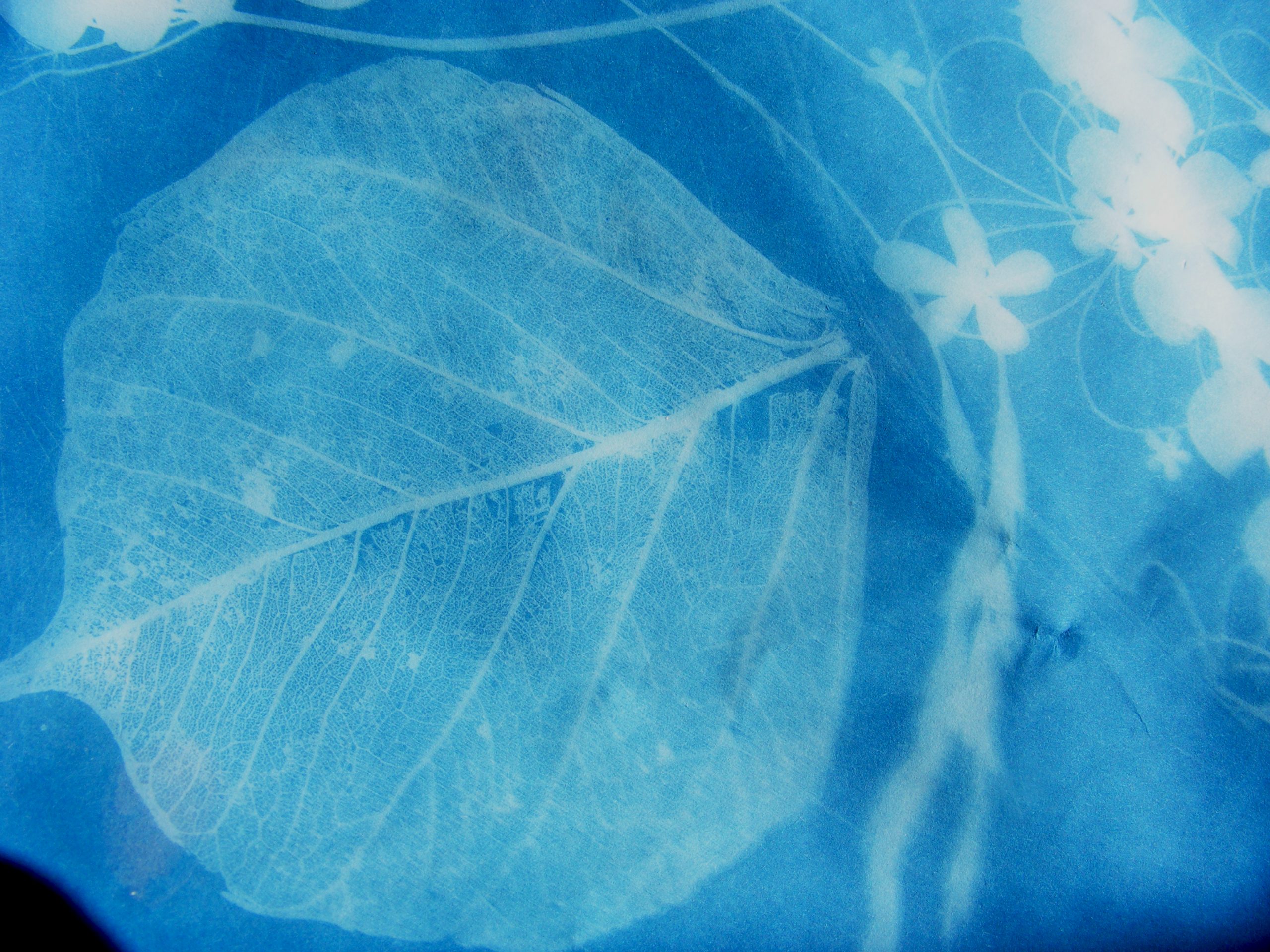 sun print image leaf close up