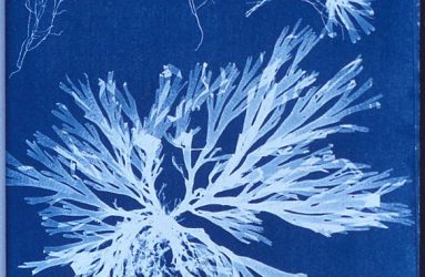 old example of cyanotype print of algae