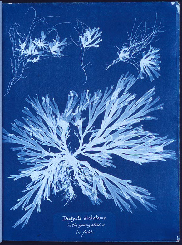 cyanotype print dictyota dichotoma